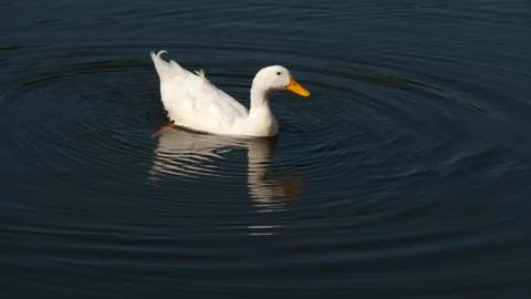 Making ripples Stock Photos