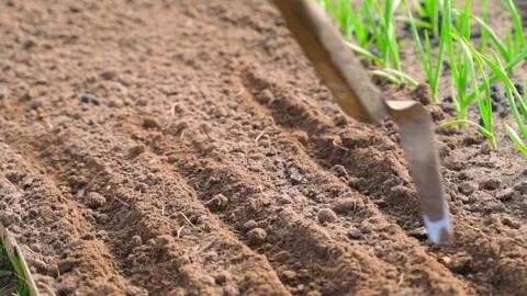 Making rows in soil with hand hoe for sowing seeds close-up in slow motion Vídeos de archivo 337544790