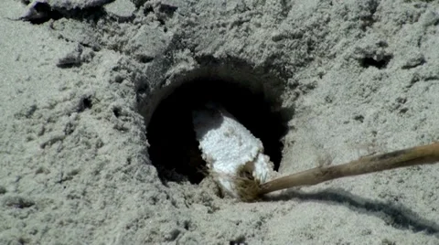 Making a sand crab move Stock Footage 37669148