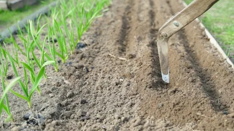 Making seed furrows in a garden bed with a hand hoe. Preparing planting rows in Stock-Footage 342913148