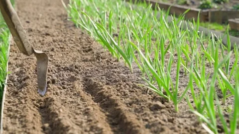 Making seed furrows in a garden bed with a hand hoe. Preparing planting rows in Video stock 342913156