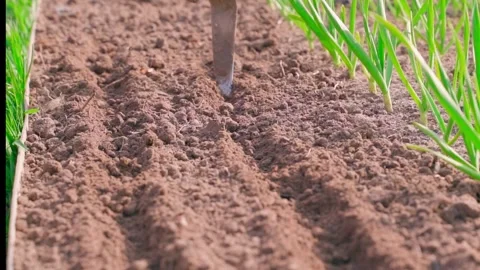 Making seed furrows with hoe in garden bed next to onion rows close-up Stock Footage 342941460