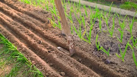 Making seed furrows with a hoe next to a garden bed with growing garlic close-up Stock-Footage 342811900