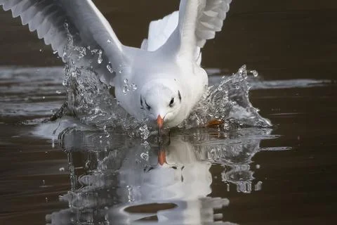 Making a splash Foto stock
