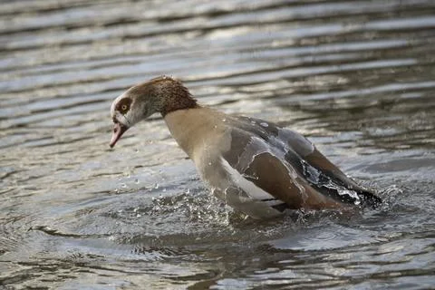 Making a splash Foto stock