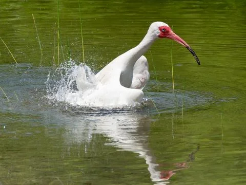 Making a Splash White Ibis Stock Photos
