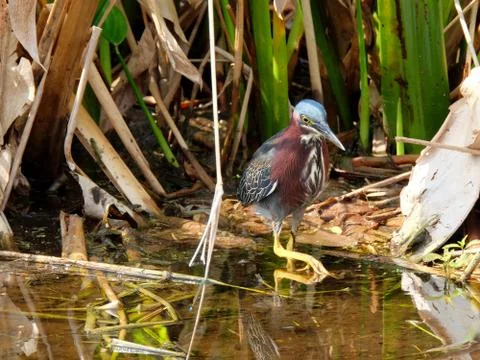 Making Strides Green Heron Stock Photos