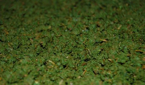 Making tea at home Stock Photos