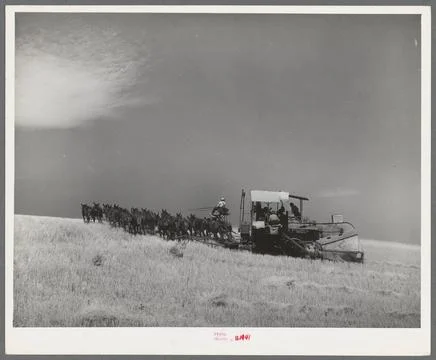 Making a turn with mules-drawn combine in wheat fields in Walla Walla Coun... Stock Photos