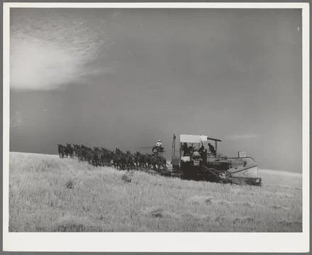 Making a turn with mules-drawn combine in wheat fields in Walla Walla Coun... Stock Photos