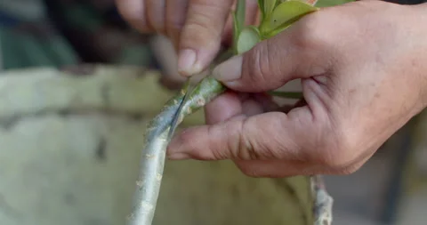 Making a V-shaped cut on the Adenium branch to prepare it for the grafting. Stock Footage 312950249
