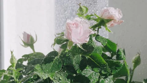 Making water shower of flat rose Stock Footage 170398570