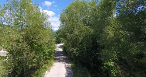 Making way through the trees Stock Footage 91535103