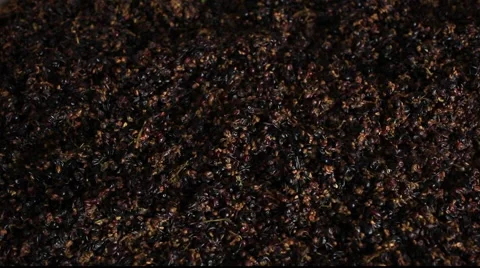 Making wine 库存影片 890402