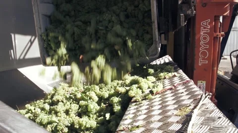 Making wine: Grapes in a crusher 스톡 동영상 53203295