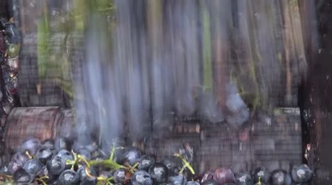 Making wine in old style fall grape farm manual production winemarker must macro Stock Footage 8974387