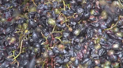Making wine in old style machine farm rural country grapes red juice extract  Stock-Footage 8974340