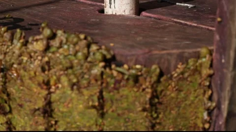 Making wine - pressing focus Stock Footage 890498