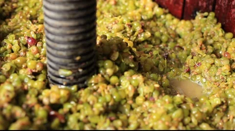 Making wine - pressing thump 库存影片 890438