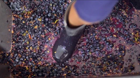 Making wine on the traditional way Stock Footage 284087736