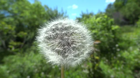 Making a Wish Stockbeeldmateriaal 27721284