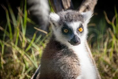 Makis cattas (lemurs) close up Stock Photos