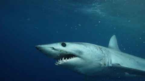 Mako Shark 4k Vídeos de archivo 67312891