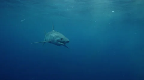 Mako Shark 4k Vídeos de archivo 67315880
