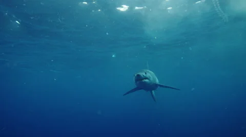 Mako Shark 4k Vídeos de archivo 67319685