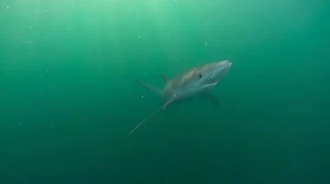 MAKO SHARK & BLUE SHARK Stock Footage