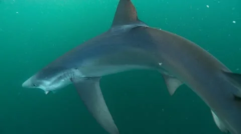 MAKO SHARK &amp; BLUE SHARK Stock-Footage 10837469