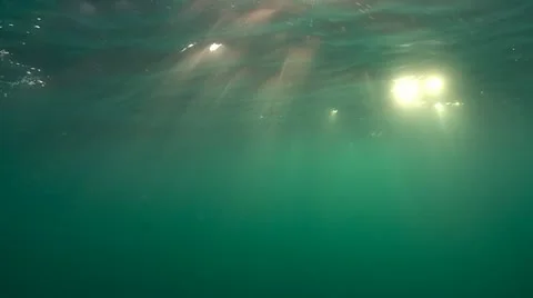 MAKO SHARK &amp; BLUE SHARK Video stock 10837484