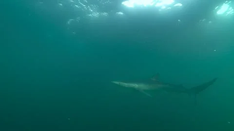 MAKO SHARK &amp; BLUE SHARK 스톡 동영상 10837501