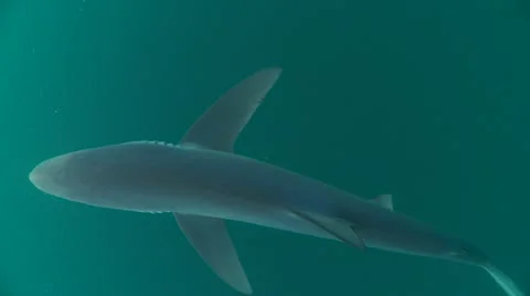 MAKO SHARK &amp; BLUE SHARK 스톡 동영상 10837511