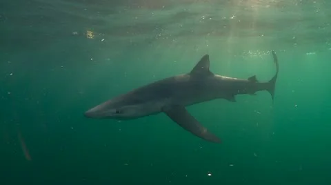 MAKO SHARK &amp; BLUE SHARK 動画素材 10837530