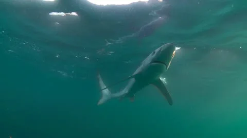 MAKO SHARK &amp; BLUE SHARK Video stock 10837535
