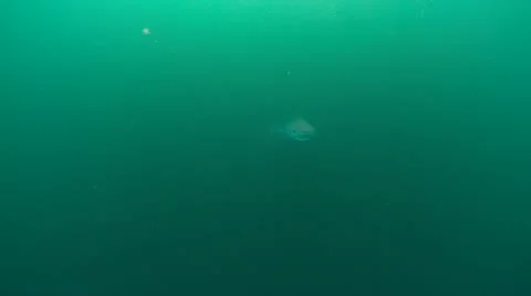 MAKO SHARK &amp; BLUE SHARK Stock-Footage 10837538