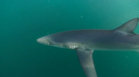 MAKO SHARK &amp; BLUE SHARK 스톡 동영상 10837547