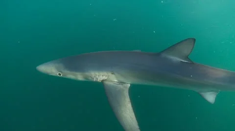 MAKO SHARK &amp; BLUE SHARK Stock-Footage 10837552