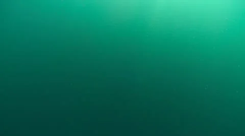 MAKO SHARK & BLUE SHARK Stock Footage