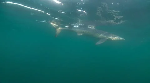MAKO SHARK &amp; BLUE SHARK 스톡 동영상 10837575