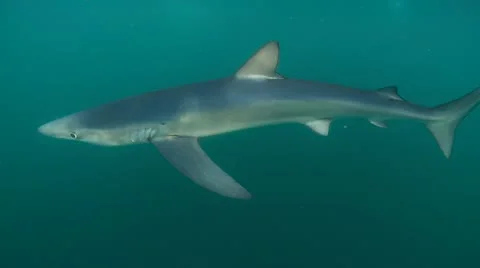 MAKO SHARK &amp; BLUE SHARK Stock-Footage 10837580