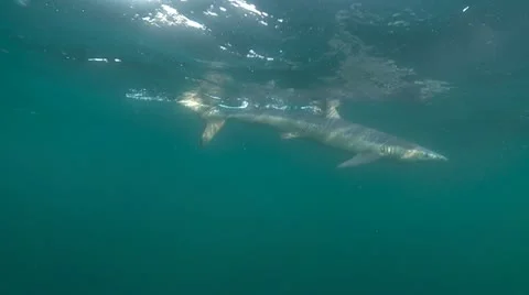 MAKO SHARK &amp; BLUE SHARK Video stock 10837582