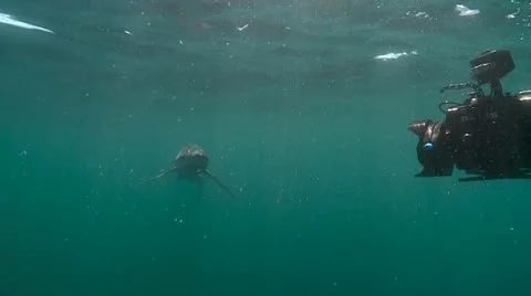 MAKO SHARK &amp; BLUE SHARK Video stock 10837590