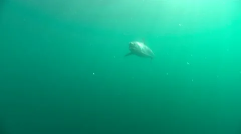 MAKO SHARK &amp; BLUE SHARK 動画素材 10837591