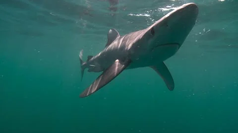 MAKO SHARK & BLUE SHARK Stock Footage