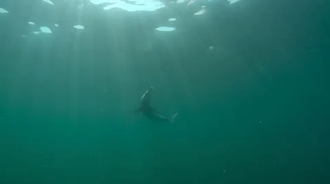 MAKO SHARK &amp; BLUE SHARK 動画素材 10837604