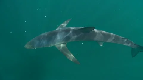 MAKO SHARK &amp; BLUE SHARK Video stock 10837620