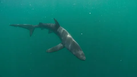 MAKO SHARK &amp; BLUE SHARK 스톡 동영상 10837632