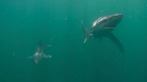 MAKO SHARK &amp; BLUE SHARK Video stock 10837633